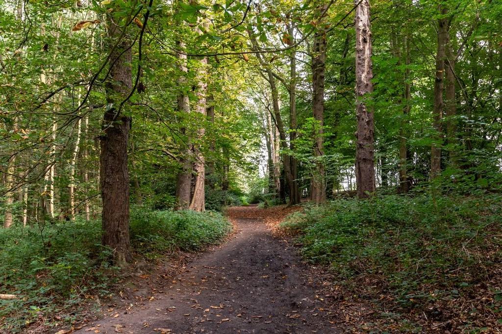 Woodland