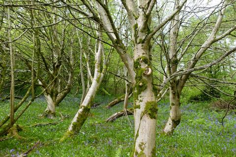 undefined, Fifehead Wood, near Milton Abbas, Dorset DT11
