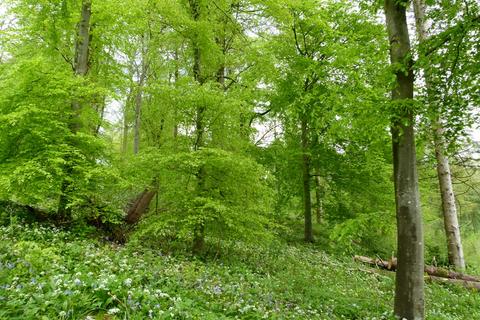undefined, Fifehead Wood, near Milton Abbas, Dorset DT11