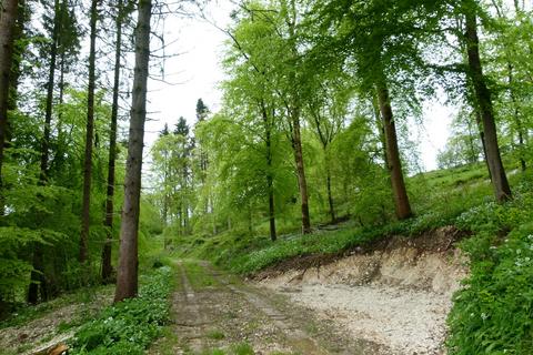 undefined, Fifehead Wood, near Milton Abbas, Dorset DT11