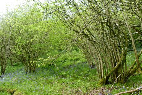 undefined, Fifehead Wood, near Milton Abbas, Dorset DT11