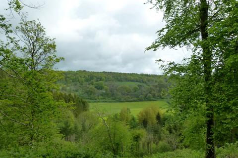 undefined, Fifehead Wood, near Milton Abbas, Dorset DT11