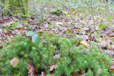 Woodland for sale, Coed Ceffyl, Trimsaran, Carmarthenshire SA17