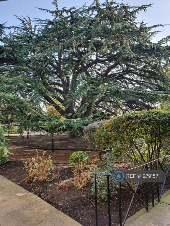 Cedar Of Lebanon