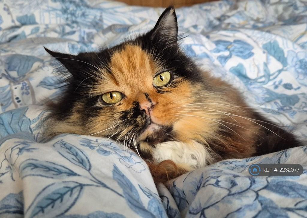 Amber (The Cat)