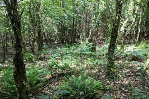 undefined, Yellen Wood, Pipers Pool, Launceston, Cornwall PL15