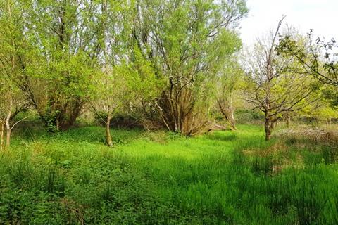 Woodland for sale, Heggadon Wood, Ashwater, Near Holsworthy, Devon  EX21