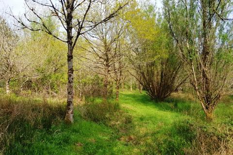 Woodland for sale, Heggadon Wood, Ashwater, Near Holsworthy, Devon  EX21