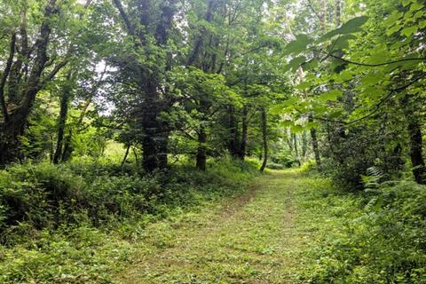 undefined, Iris Wood, Lanivet, Bodmin, Cornwall PL30