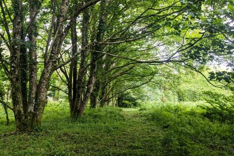 undefined, Iris Wood, Lanivet, Bodmin, Cornwall PL30