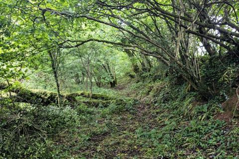 undefined, Iris Wood, Lanivet, Bodmin, Cornwall PL30