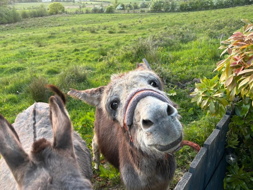Donkey 2
