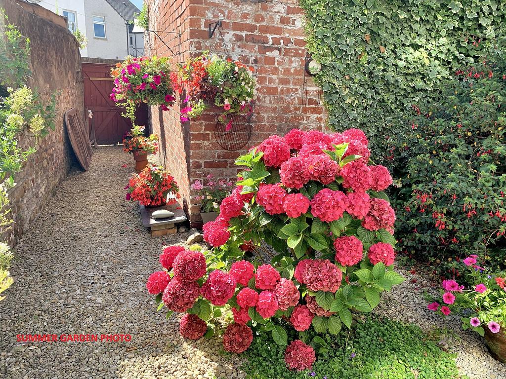 Summer Garden1