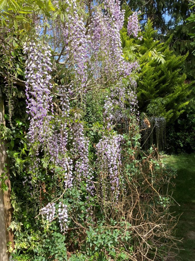 Pretty Garden