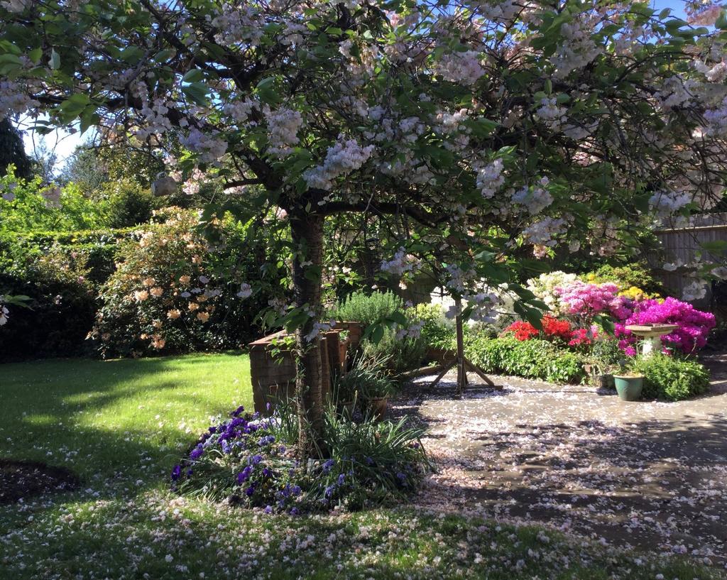 Pretty Garden