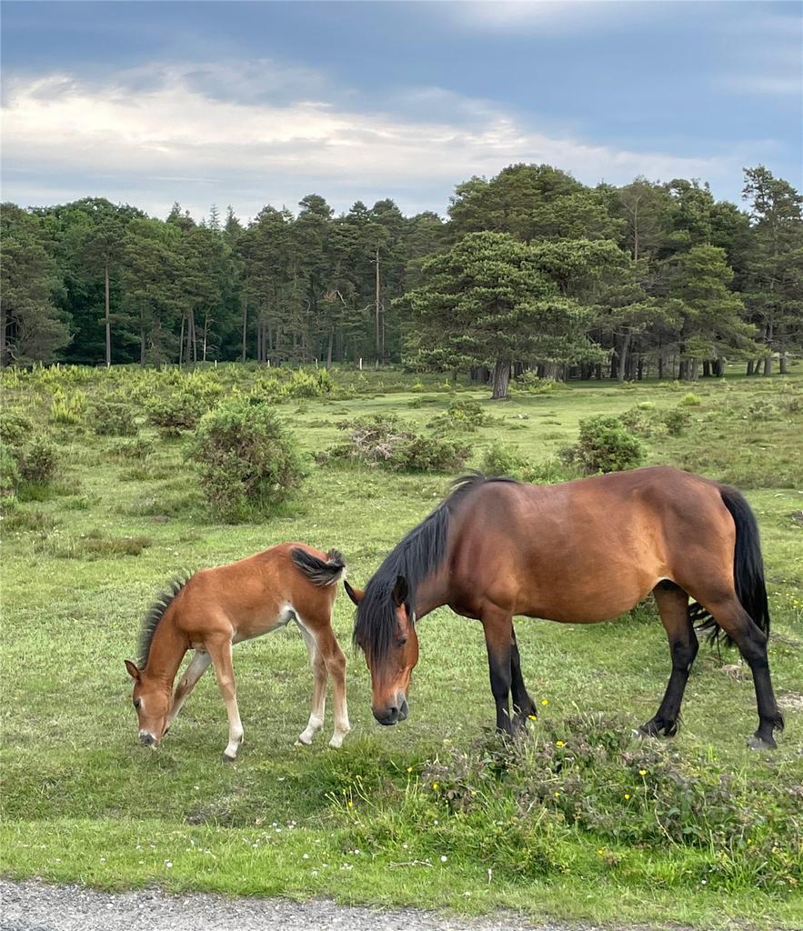 New Forest Ponies