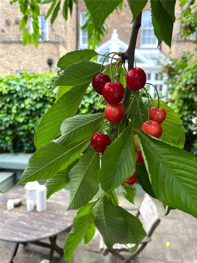 Garden Cherry Tree