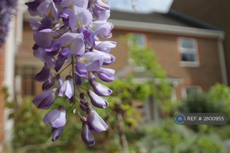 Wisteria