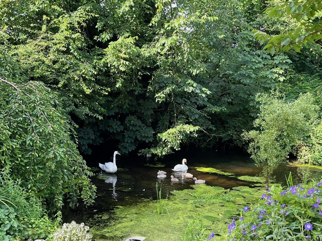 11. Mill Pool.jpeg