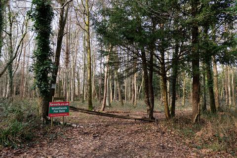 Woodland for sale, Brockley Combe Road, Bristol BS48
