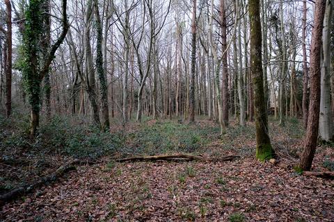 Woodland for sale, Brockley Combe Road, Bristol BS48