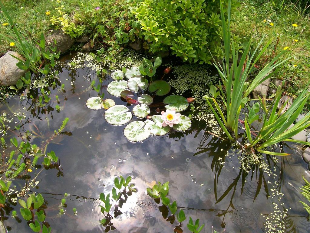 Picture No. 54