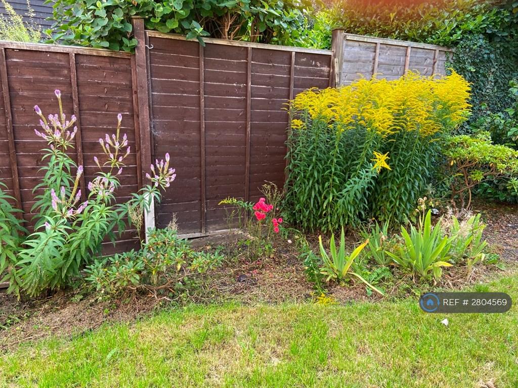 Back Garden