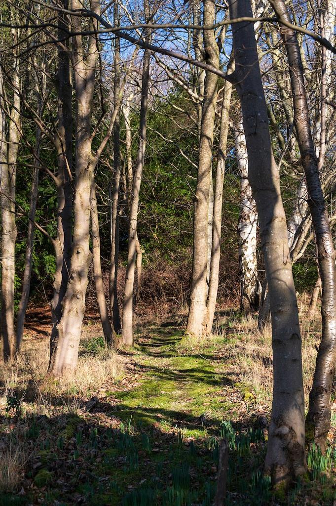 Woodland