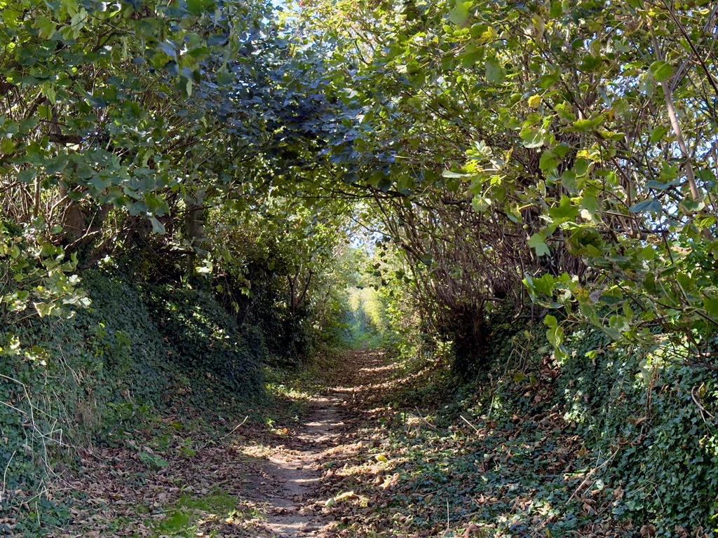 Adjacent bridleway to lower reen