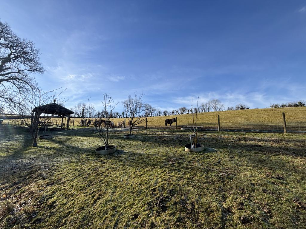 Fruit tree orchard