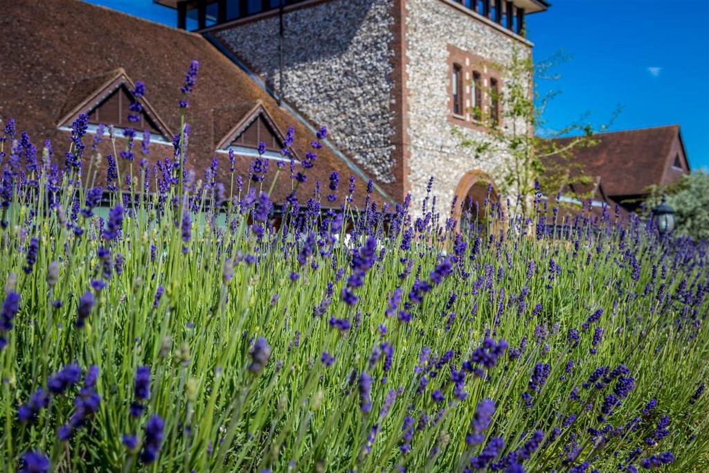 Denbies Lavender.jpg
