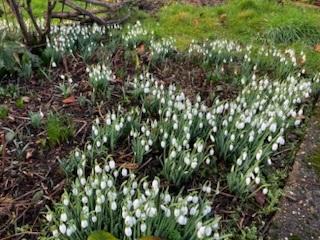 Snowdrops 2
