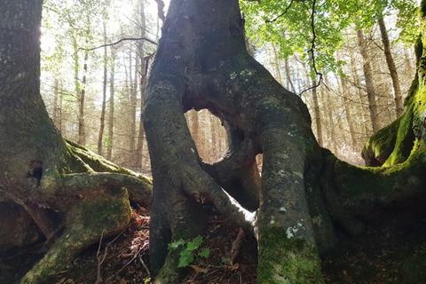 undefined, Woolstone Wood, Landkey, Near Barnstaple, Devon EX32