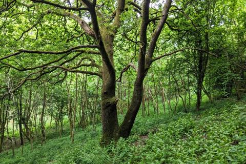 undefined, Bickle Wood, Landkey, Near Barnstaple, Devon EX32