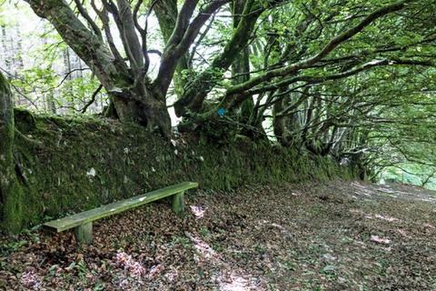 undefined, Rye Park Wood, Bratton Fleming, Near Lynton, Devon EX31
