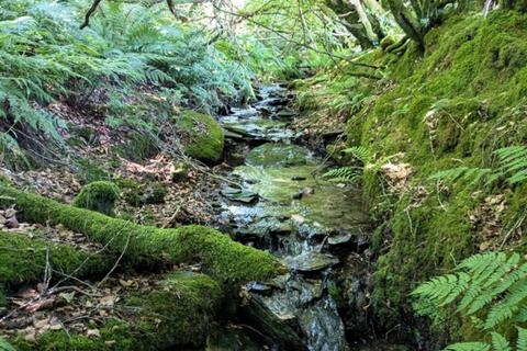 undefined, Berry Hill Wood, Bratton Fleming, Near Lynton, Devon EX31