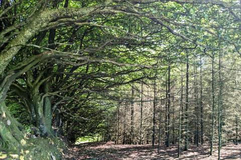 undefined, Berry Hill Wood, Bratton Fleming, Near Lynton, Devon EX31