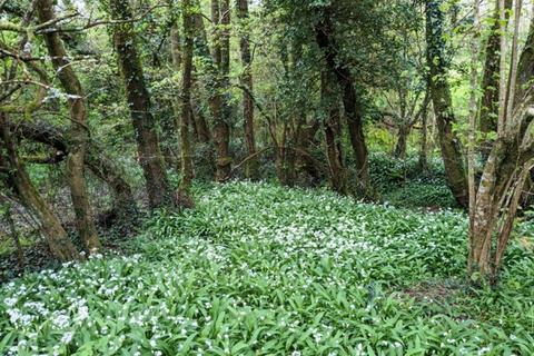 undefined, Trehele Copse & Meadow, Near Aveton Gifford, Modbury, Devon PL21