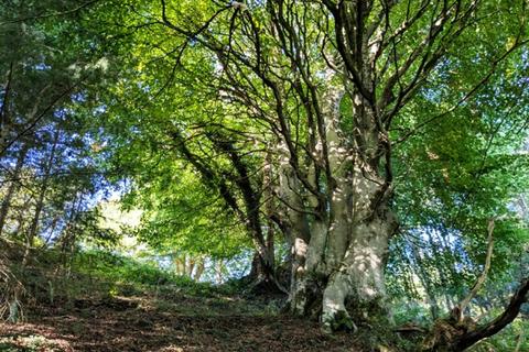 undefined, Hearson Wood, Landkey, near Barnstaple, Devon EX32