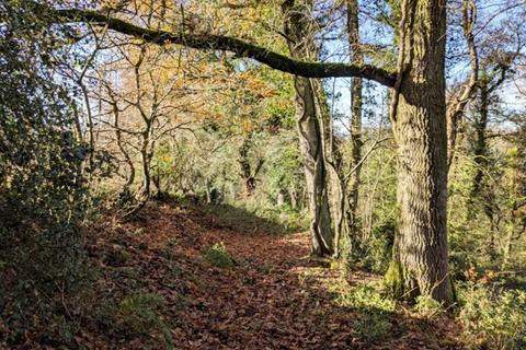 undefined, Fiddlecott Wood, Chawleigh, Chulmleigh, Devon EX18