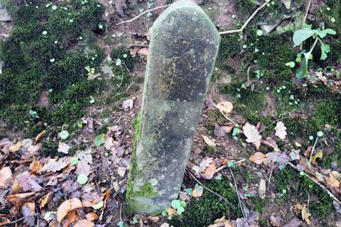 undefined, Fiddlecott Wood, Chawleigh, Chulmleigh, Devon EX18
