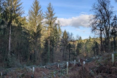 undefined, Courtenay Wood, Portsmouth Arms, Near South Molton, Devon EX18