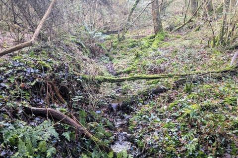 undefined, Coly Wood, Colyton, Seaton, Devon EX24