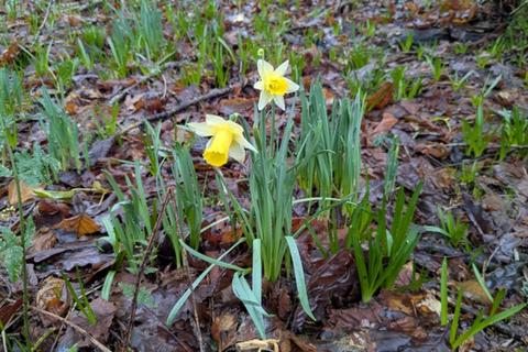 undefined, Coly Wood, Colyton, Seaton, Devon EX24