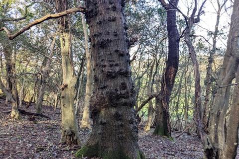 undefined, Coly Wood, Colyton, Seaton, Devon EX24