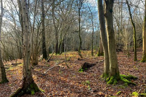 undefined, South Newdigate Wood, Rusper, near Crawley, West Sussex RH12