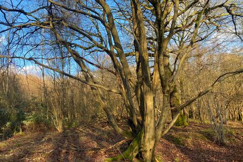 undefined, South Newdigate Wood, Rusper, near Crawley, West Sussex RH12