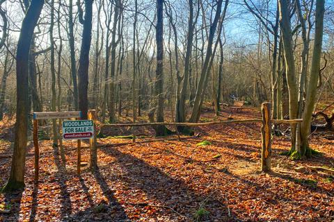 undefined, South Newdigate Wood, Rusper, near Crawley, West Sussex RH12