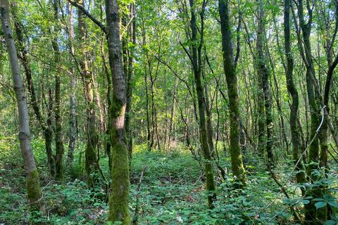 undefined, Reamy Wood, Shadoxhurst, near Ashford, Kent TN26