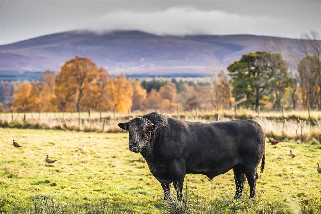 Tulchan In-Hand Farm
